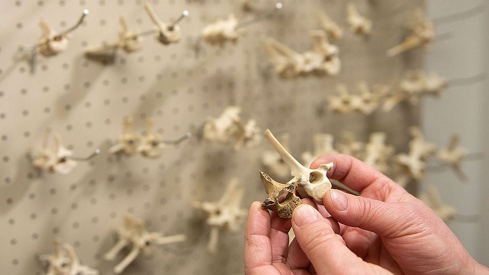 Osteologische Vergleichssammlung