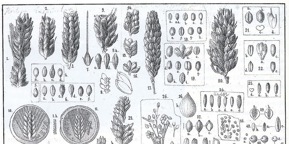 Bestimmung von Getreidefunden aus archäologischen Ausgrabungen