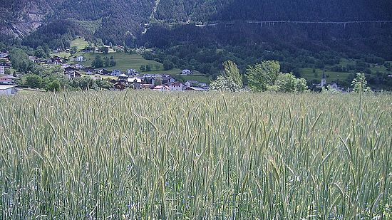 Archäobotanik