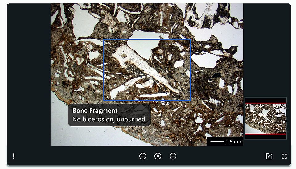 Thin section of a bone fragment on I-GEOARCHive